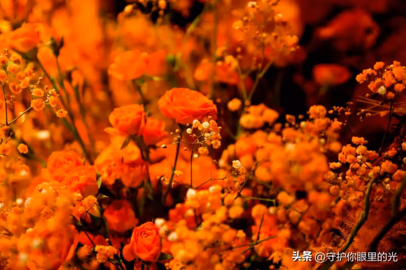 粉絲傾一城之花贈肖戰,再把花海的愛發出去!