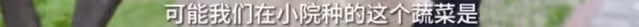 李亞鵬抱娃迎立夏,小院開墾種蔬菜被通知違法,菜苗全剷除太可惜
