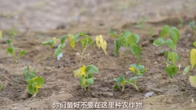 李亞鵬抱娃迎立夏，小院開墾種蔬菜被通知違法，菜苗全剷除太可惜