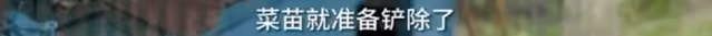 李亞鵬抱娃迎立夏，小院開墾種蔬菜被通知違法，菜苗全剷除太可惜