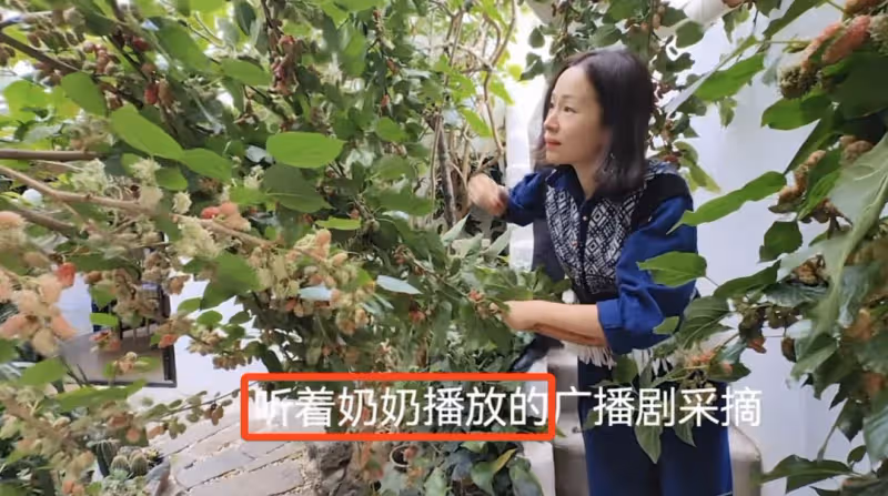 江一燕定居農村住瓦房,攜婆婆女兒摘桑葚,門口種桑樹被指不吉利