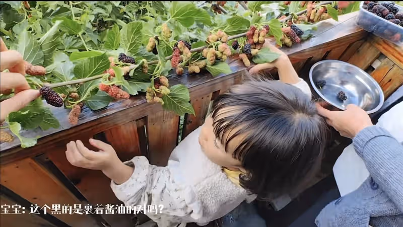 江一燕定居農村住瓦房,攜婆婆女兒摘桑葚,門口種桑樹被指不吉利