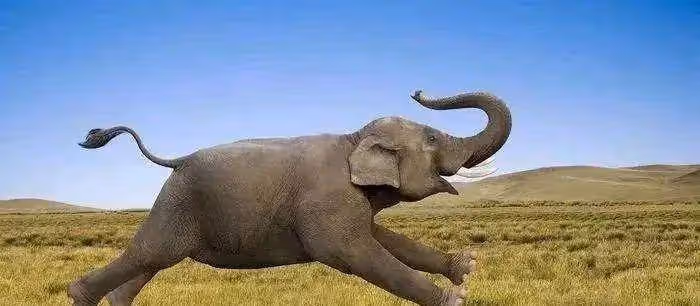 為什麼動物不怎麼鍛鍊就能有發達的肌肉，而人類需要長期健身才行