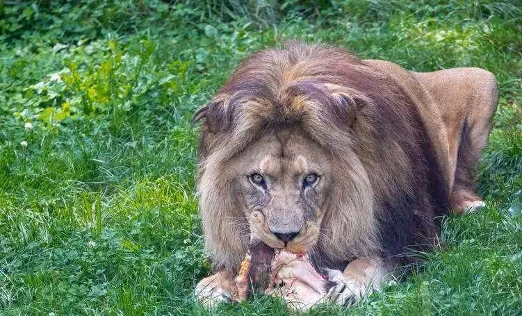 為什麼動物不怎麼鍛鍊就能有發達的肌肉，而人類需要長期健身才行