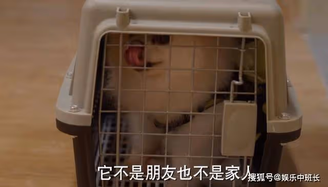 《平凡之路》把左娜的醜聞當笑話?嬌嬈的教養,早就被一條狗暴露了