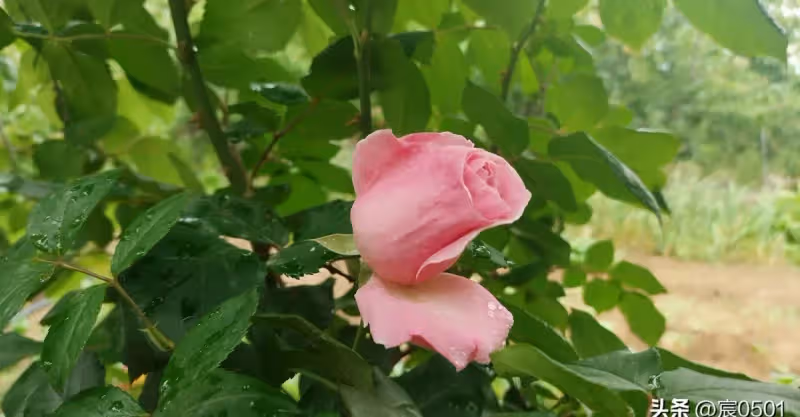 五一親戚來玩她安排住進兒子家，兒媳收回她的鑰匙，兒子：自找的