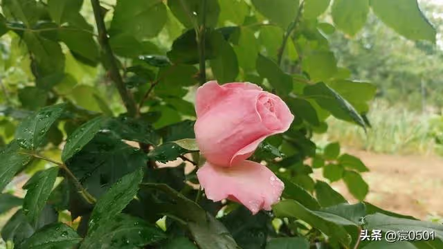 五一親戚來玩她安排住進兒子家,兒媳收回她的鑰匙,兒子:自找的