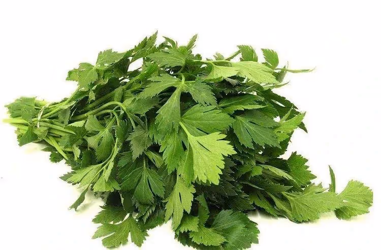 十個人九個有口臭！常吃此蔬菜「去肝火」口臭沒了　睡眠也好了：還能緩解便秘哦