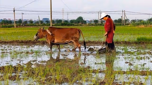 在鄰村王大哥家養老15年，老家拆遷兒子馬上來接，阿姨：我沒兒子