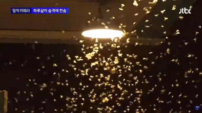 韓國美女記者,渾身爬滿昆蟲,依舊堅持播報,贏得韓網友們的稱讚