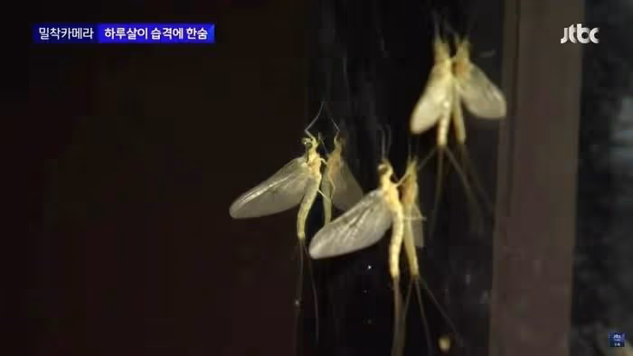 韓國美女記者,渾身爬滿昆蟲,依舊堅持播報,贏得韓網友們的稱讚