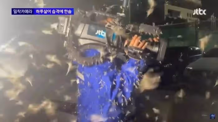 韓國美女記者,渾身爬滿昆蟲,依舊堅持播報,贏得韓網友們的稱讚