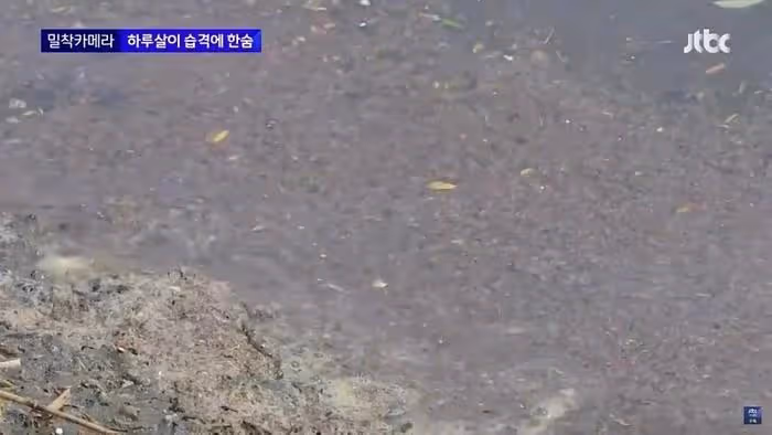 韓國美女記者,渾身爬滿昆蟲,依舊堅持播報,贏得韓網友們的稱讚