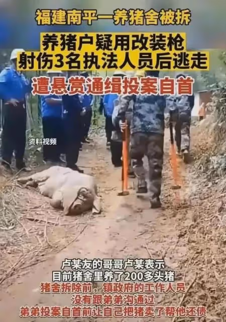 豬場強拆後續!拆除理由曝光,是一場無妄之災,豬場損失誰來承擔