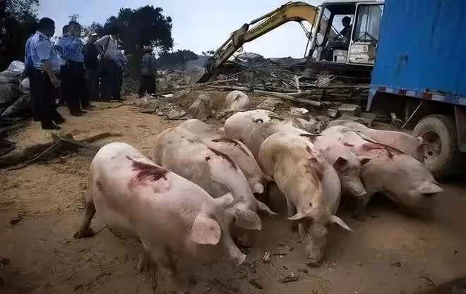 豬場強拆後續!拆除理由曝光,是一場無妄之災,豬場損失誰來承擔