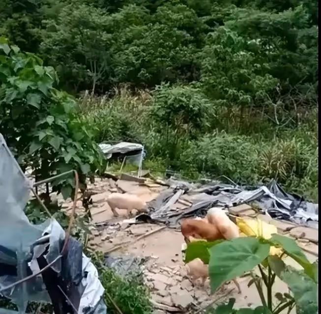 豬場強拆後續!拆除理由曝光,是一場無妄之災,豬場損失誰來承擔