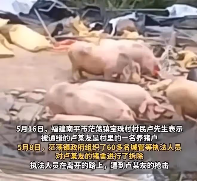 豬場強拆後續！拆除理由曝光，是一場無妄之災，豬場損失誰來承擔