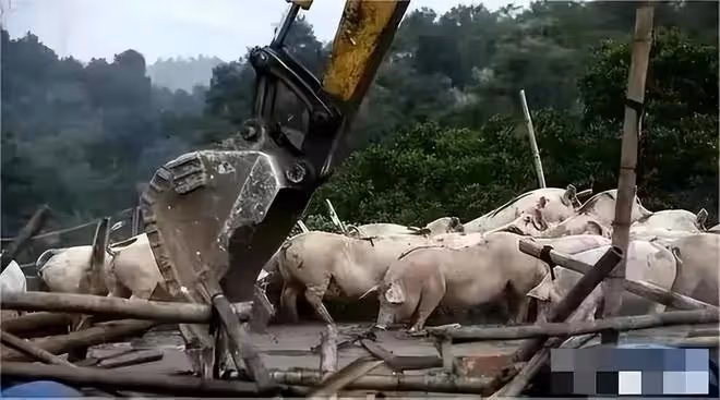 豬場強拆後續！拆除理由曝光，是一場無妄之災，豬場損失誰來承擔