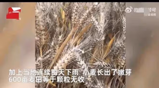 河南小麥遭雨打,農戶哭訴600畝顆粒無收,評論區無腦發言讓人痛