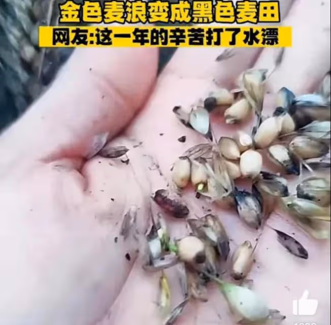 河南小麥遭雨打,農戶哭訴600畝顆粒無收,評論區無腦發言讓人痛