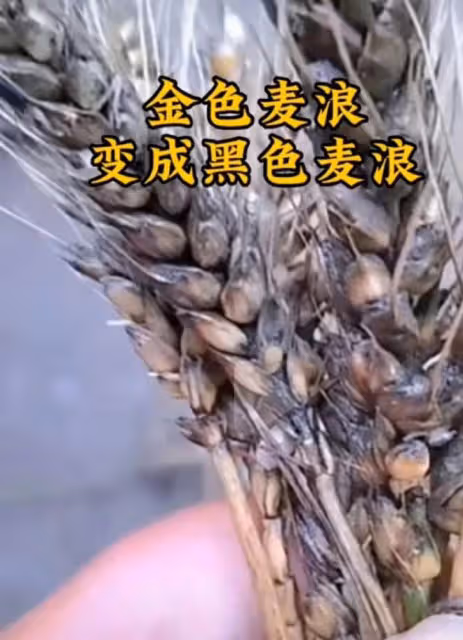 河南小麥遭雨打,農戶哭訴600畝顆粒無收,評論區無腦發言讓人痛