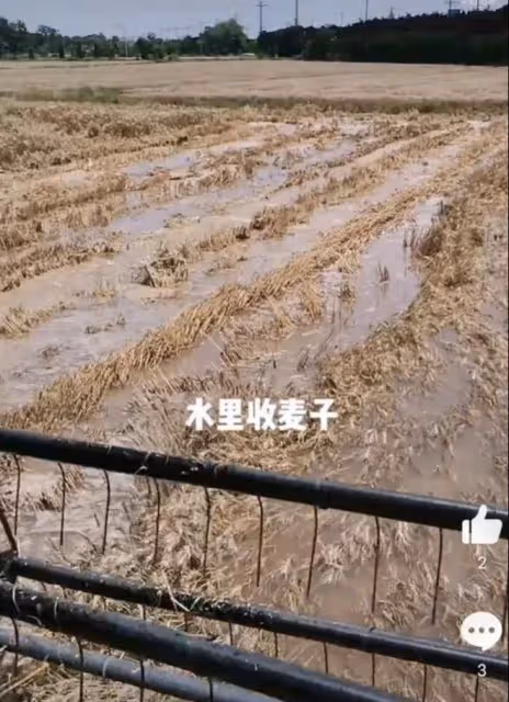 河南小麥遭雨打,農戶哭訴600畝顆粒無收,評論區無腦發言讓人痛