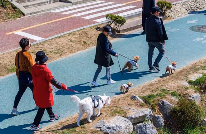 神奇的韓國街頭特色盤點