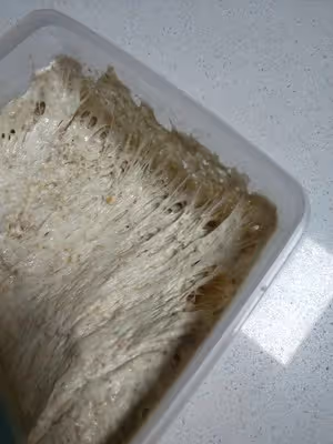 老面製作及使用方法
