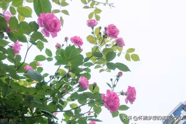 婆婆過生日,兩位兒媳都沒送禮物,婆婆給自己買禮物還要背著她們