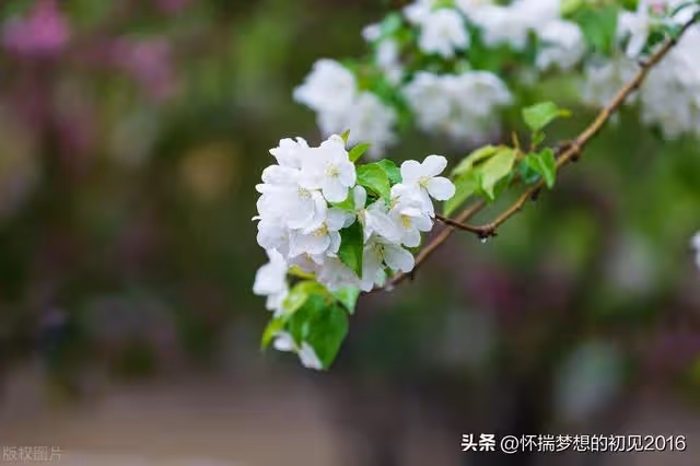 婆婆過生日,兩位兒媳都沒送禮物,婆婆給自己買禮物還要背著她們
