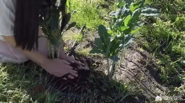 王祖賢在溫哥華種地,疑似出家:曾經她有多美艷,如今就有多淒涼