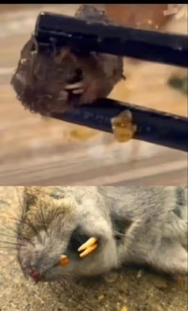 大反轉?大學生吃的不是老鼠頭而是鴨脖,學生做檢討,打了誰的臉