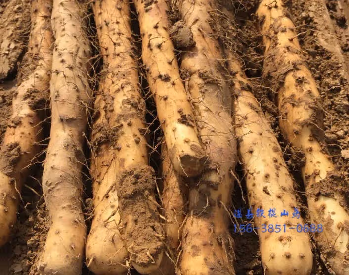 拔絲山藥,知道這個秘密嗎?孩子們特別愛吃的山藥家常菜~