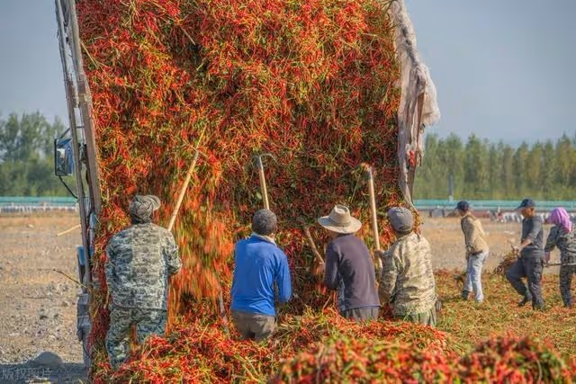 大伯和我爸15年不說話，我爸被鄰居一家人毆打後，大伯立馬怒了