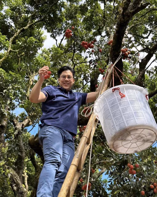 霍啟剛廣東爬樹摘荔枝,60歲港姐富婆鄺美雲罕露面,生圖美貌驚艷