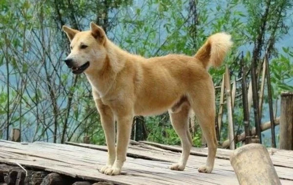 老黃狗去世後托夢：不要喝水缸裡的水！他立刻「打翻妻子煮的粥」看見地上兩人都傻住了！