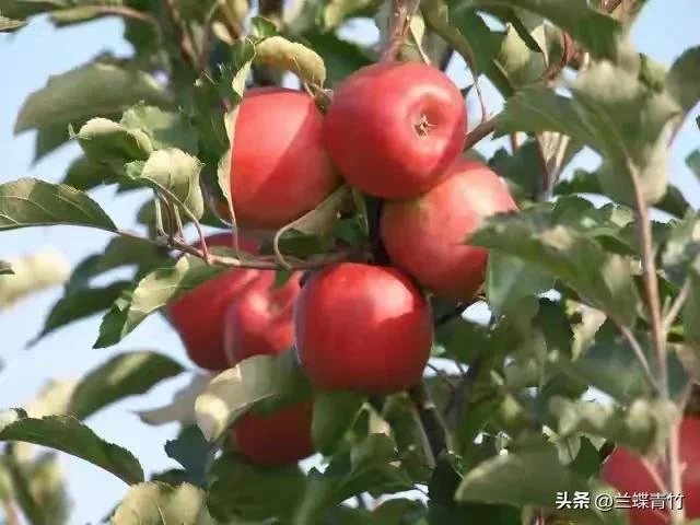 侄子結婚買房，我借給35萬，第二天，弟弟打來電話，說錢不還我了