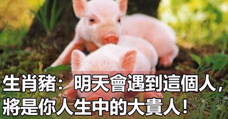 生肖豬：明天會遇到這個人，將是你人生中的大貴人！