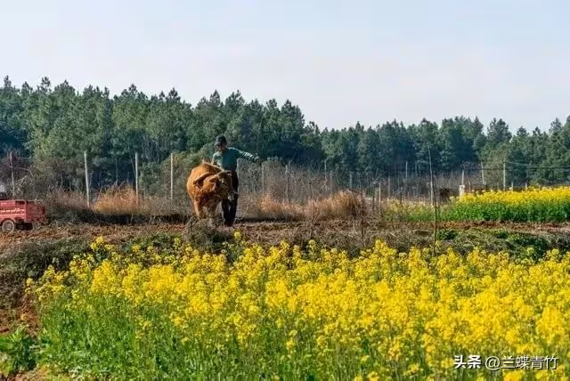48歲的我,不再每月給母親養老金,母親跟著斷了供弟弟5000元房貸
