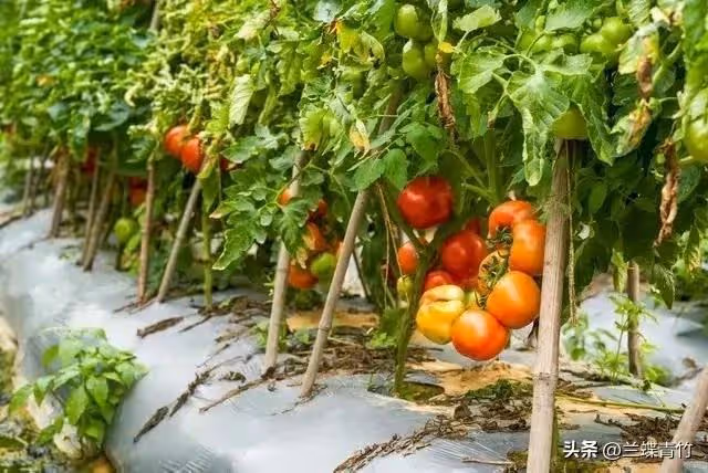 48歲的我,不再每月給母親養老金,母親跟著斷了供弟弟5000元房貸