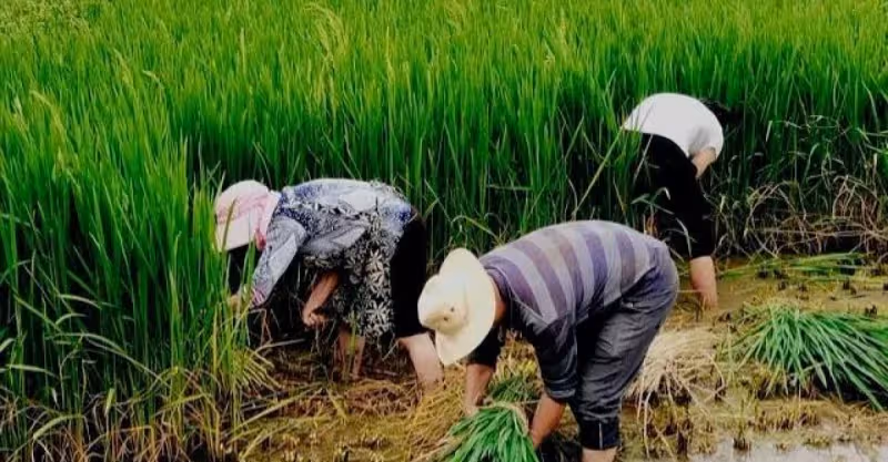 那年在農村收稻穀，堂嫂的一個秘密，我爛在肚子裡