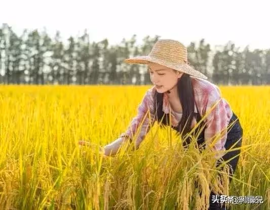 那年在農村收稻穀,堂嫂的一個秘密,我爛在肚子裡