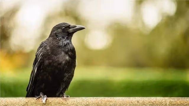 家裏出現這2種動物,竟是閻王爺在暗示,有人陽壽將盡!一定要小心了!