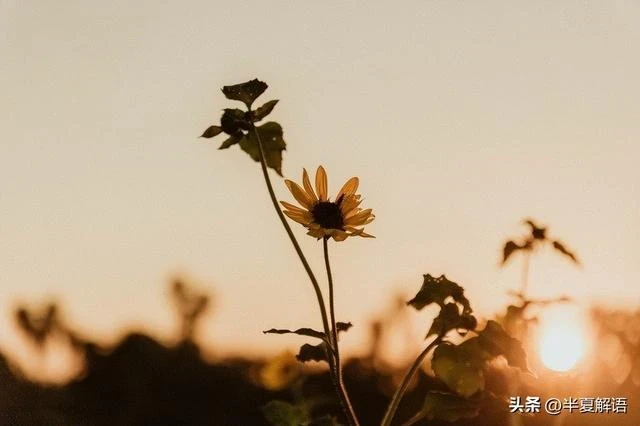 岳父住院女婿陪床照顧7天，小舅送來1萬，岳母：養老還是得靠兒子