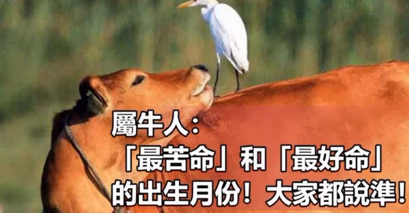 屬牛人：「最苦命」和「最好命」的出生月份，大家都說準！