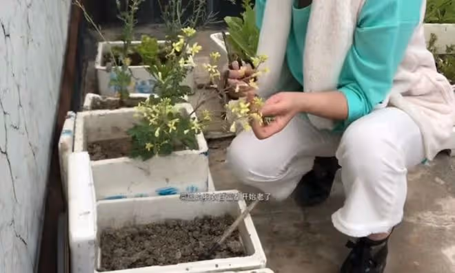 58歲李賽鳳近照滄桑變化大!息影后生活接地氣,在家用泡沫箱種菜