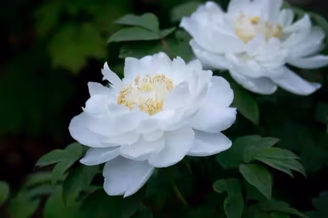 因婆婆讓「兩家孩子一起養」,大兒媳暴怒:受夠了誰弱誰就該多幫