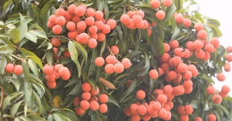 端午要到了 ！大嫂請我回老家「買100斤荔枝寄給她」 看到她轉賬我拒收「而是發了一段訊息」心酸了起來