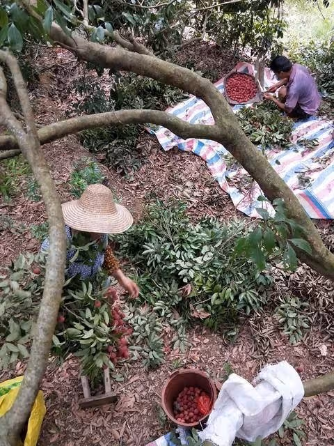 端午要到了 !大嫂請我回老家「買100斤荔枝寄給她」 看到她轉賬我拒收「而是發了一段訊息」心酸了起來