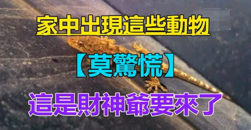 莫驚慌！家中出現這6種動物「是吉兆」千萬不要「傷害牠們」預示財神爺要來了